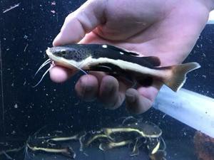 招財貓魚吃不吃銀龍魚的飼料 招財貓魚吃不吃銀龍魚的飼料 龍魚百科 第4張