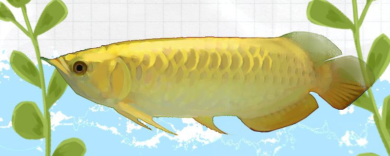 紅背金龍魚養殖難度大嗎？ 紅背金龍魚養殖難度大嗎？ 龍魚百科 第7張