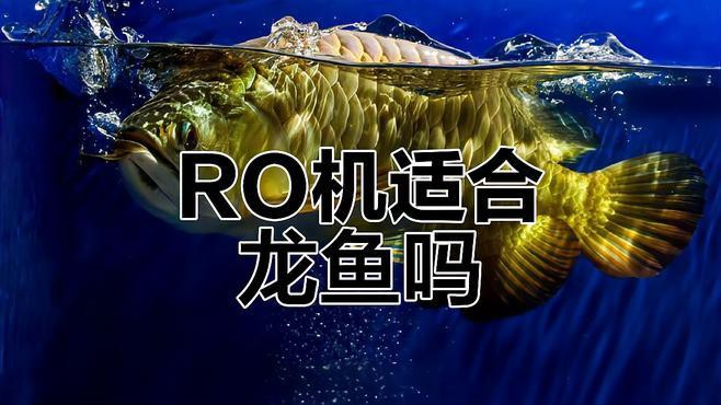 紅背金龍魚養殖難度大嗎？ 紅背金龍魚養殖難度大嗎？ 龍魚百科 第4張