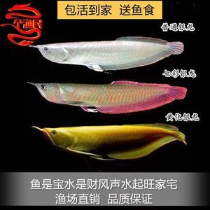 新買的黃化銀龍魚多久能吃魚食（新買的黃化銀龍魚在適應新環境后才能開始吃魚食）