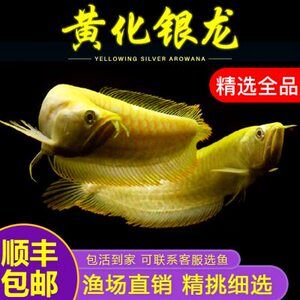 新買的黃化銀龍魚多久能吃魚食（新買的黃化銀龍魚在適應新環境后才能開始吃魚食）