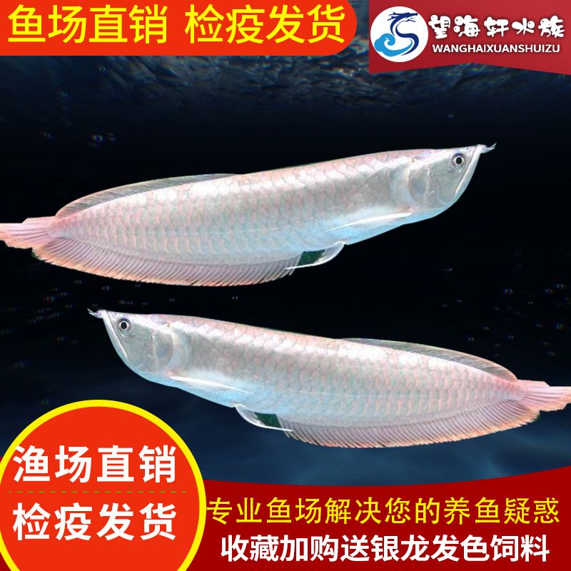 新買的黃化銀龍魚多久能吃魚食（新買的黃化銀龍魚在適應新環境后才能開始吃魚食）