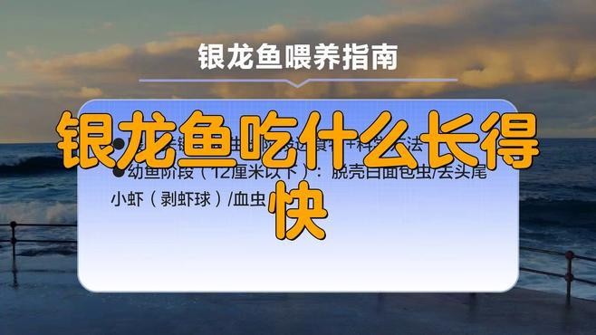 銀龍魚可以喂魚飼料嗎有毒嗎圖片