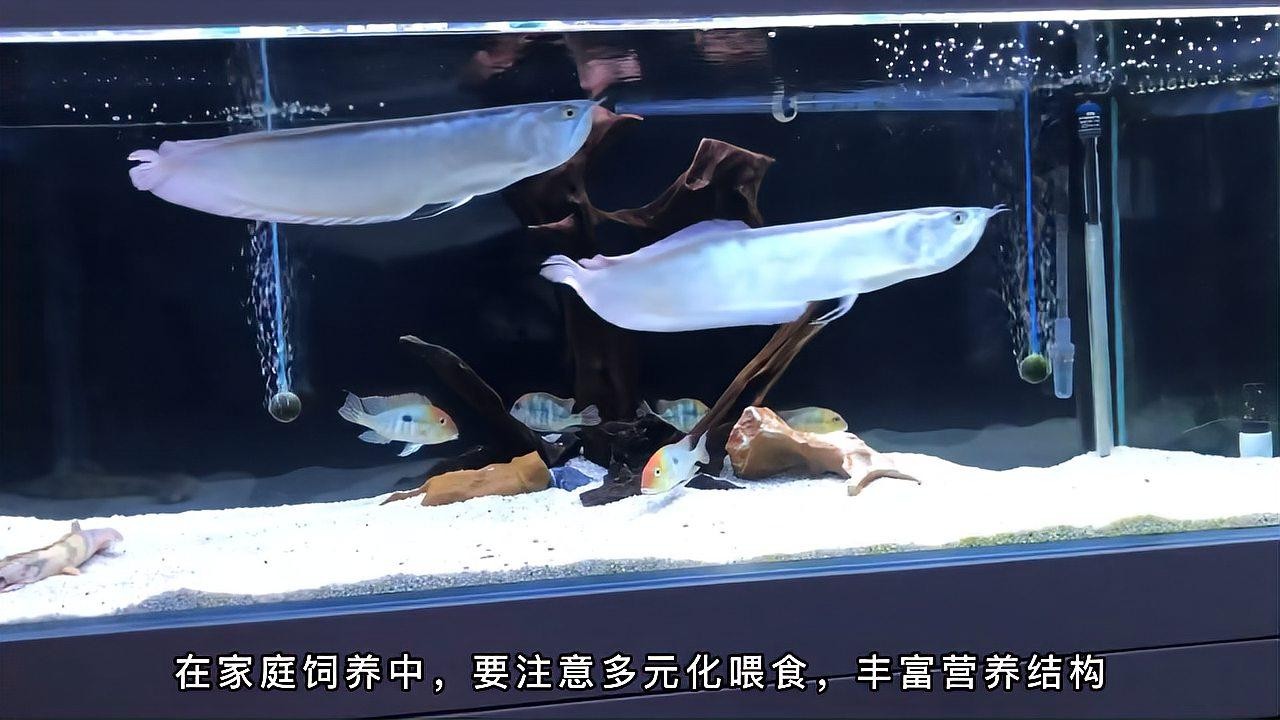 銀龍魚可以喂魚飼料嗎有毒嗎圖片