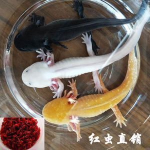 龍魚可以喂紅蟲嗎？：喂食紅蟲是否適合龍魚