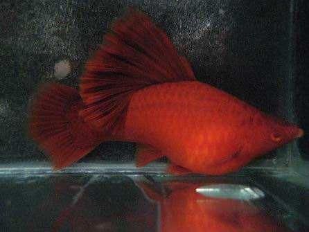 龍魚可以喂紅蟲嗎？：喂食紅蟲是否適合龍魚