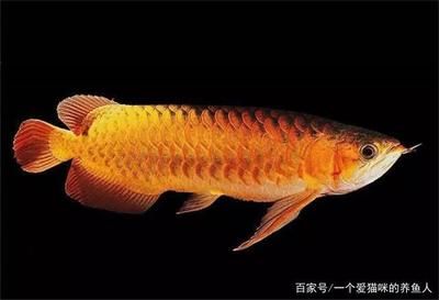 龍魚狀態不好,一驚一乍：龍魚狀態好壞可以從多個方面進行判斷，可能是多種原因導致的 龍魚狀態不好,一驚一乍：龍魚狀態好壞可以從多個方面進行判斷，可能是多種原因導致的 龍魚百科 第3張