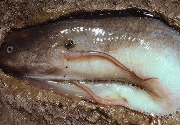 西龍魚缸水泵使用視頻：西龍魚缸水泵好不好換？全面解析更換步驟與注意事項