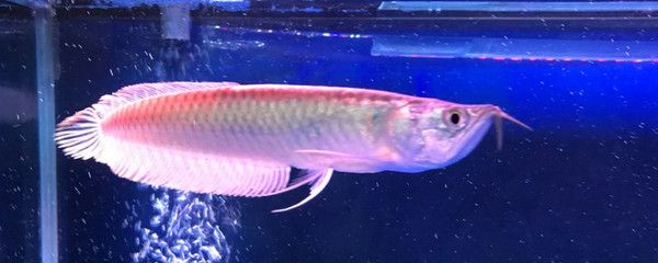 紅龍魚銀龍魚地圖魚能混養嗎【紅龍魚、銀龍魚、地圖魚混養的注意事項】