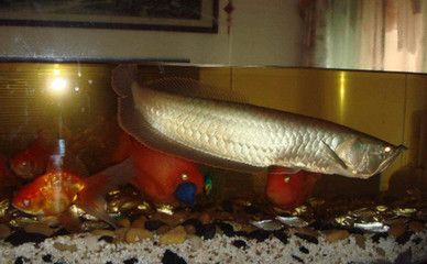 紅龍魚銀龍魚地圖魚能混養嗎【紅龍魚、銀龍魚、地圖魚混養的注意事項】