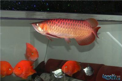 新買的黃花銀龍魚入缸多久能吃魚食(新買的銀龍魚入缸后需要一定的時間來適應新環境) 龍魚百科 第5張 新買的黃花銀龍魚入缸多久能吃魚食(新買的銀龍魚入缸后需要一定的時間來適應新環境) 新買的黃花銀龍魚入缸多久能吃魚食(新買的銀龍魚入缸后需要一定的時間來適應新環境) 龍魚百科 第5張