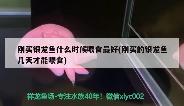 新買的黃花銀龍魚入缸多久能吃魚食(新買的銀龍魚入缸后需要一定的時間來適應新環境) 龍魚百科 第1張 新買的黃花銀龍魚入缸多久能吃魚食(新買的銀龍魚入缸后需要一定的時間來適應新環境) 新買的黃花銀龍魚入缸多久能吃魚食(新買的銀龍魚入缸后需要一定的時間來適應新環境) 龍魚百科 第1張