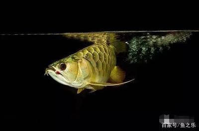 新買的黃花銀龍魚入缸多久能吃魚食(新買的銀龍魚入缸后需要一定的時間來適應新環境) 龍魚百科 第4張 新買的黃花銀龍魚入缸多久能吃魚食(新買的銀龍魚入缸后需要一定的時間來適應新環境) 新買的黃花銀龍魚入缸多久能吃魚食(新買的銀龍魚入缸后需要一定的時間來適應新環境) 龍魚百科 第4張