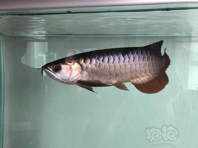 新買的黃花銀龍魚入缸多久能吃魚食(新買的銀龍魚入缸后需要一定的時間來適應新環境) 龍魚百科 第3張 新買的黃花銀龍魚入缸多久能吃魚食(新買的銀龍魚入缸后需要一定的時間來適應新環境) 新買的黃花銀龍魚入缸多久能吃魚食(新買的銀龍魚入缸后需要一定的時間來適應新環境) 龍魚百科 第3張