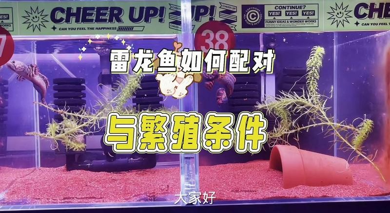 雷龍魚好繁殖嗎 雷龍魚好繁殖嗎 龍魚百科 第4張
