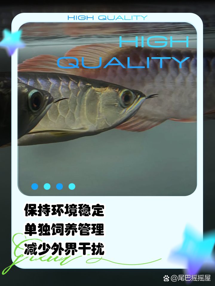 龍魚掉鱗后需要單獨隔離嗎？