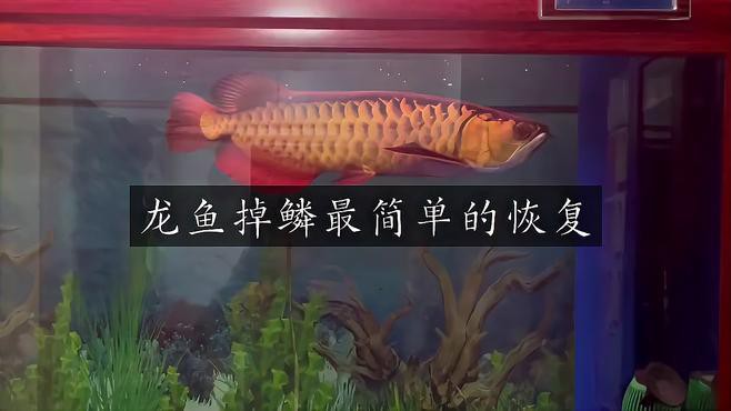 龍魚掉鱗后需要單獨隔離嗎？