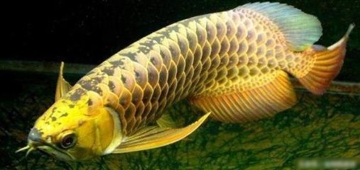 金龍魚可以釣到嗎，《天天釣魚》金龍魚在現(xiàn)實生活中可以釣到嗎？