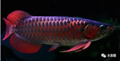 龍魚訓(xùn)食顆粒飼料有哪些好處（如何挑選優(yōu)質(zhì)龍魚飼料，龍魚訓(xùn)食技巧和方法）