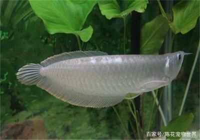 龍魚怎樣喂養：龍魚喂養常見誤區解析龍魚喂養常見誤區解析