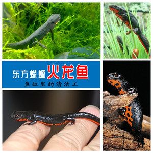 小龍魚屬于什么魚類類型：小龍魚屬于什么魚類