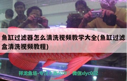 龍魚發(fā)色專用燈怎么用（-金龍系龍魚發(fā)色專用燈使用指南，照亮龍魚美麗之旅）