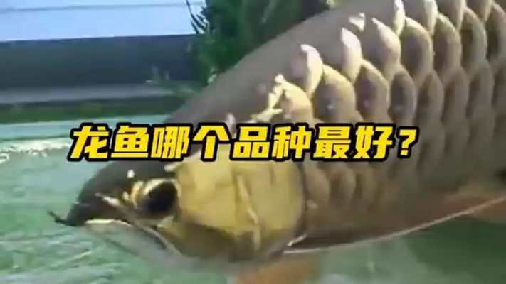 什么品種的龍魚最好，什么品種的龍魚品種的龍魚最好，紅龍魚的區(qū)別在哪里