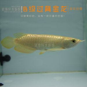 金龍魚a級過背是什么意思(b級過背金龍魚長大是怎樣):金龍魚a級過背是什么意思 龍魚百科 第1張 金龍魚a級過背是什么意思(b級過背金龍魚長大是怎樣):金龍魚a級過背是什么意思 金龍魚a級過背是什么意思(b級過背金龍魚長大是怎樣):金龍魚a級過背是什么意思 龍魚百科 第1張