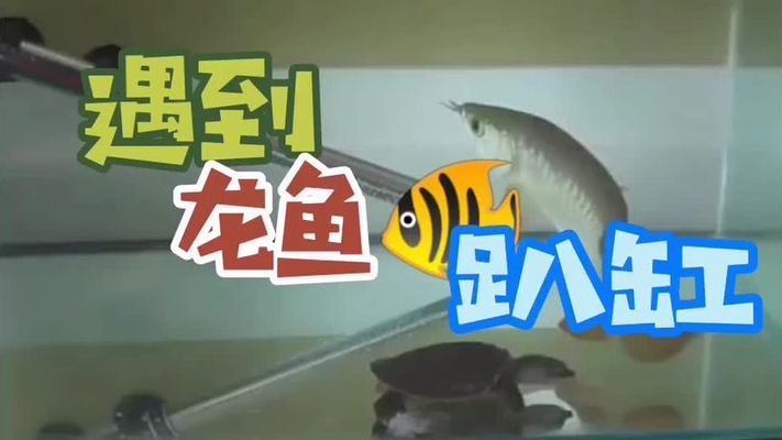 龍魚被咬后趴缸里怎么辦視頻：如何判斷龍魚是否缺氧