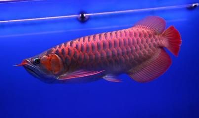 中國最貴的龍魚品種是什么:中國最貴的龍魚品種 龍魚百科 第1張 中國最貴的龍魚品種是什么:中國最貴的龍魚品種 中國最貴的龍魚品種是什么:中國最貴的龍魚品種 龍魚百科 第1張