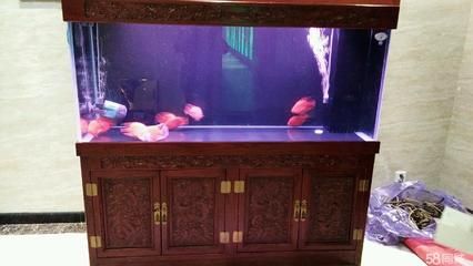 龍魚長大后有人回收嗎（成年龍魚長大后有人回收嗎？）