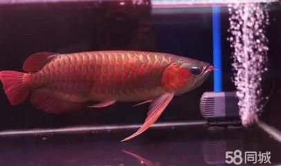 龍魚長大后有人回收嗎（成年龍魚長大后有人回收嗎？）