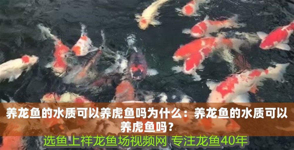 養(yǎng)龍魚的水質(zhì)可以養(yǎng)虎魚嗎為什么：養(yǎng)龍魚的水質(zhì)可以養(yǎng)虎魚嗎？