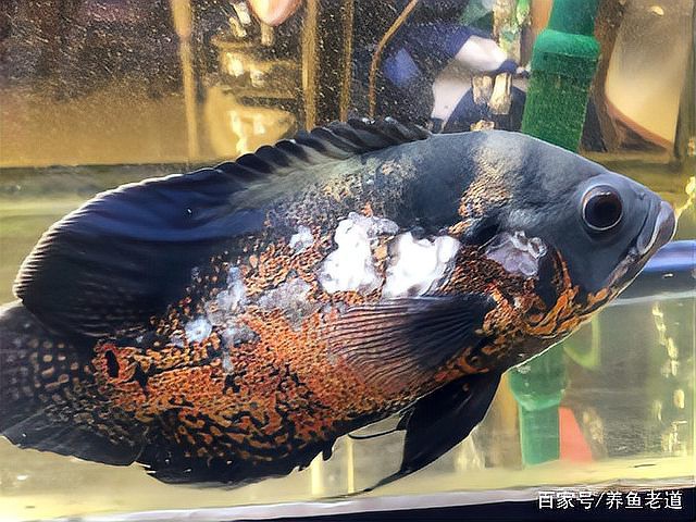 金龍魚被清道夫吸鱗片咋辦