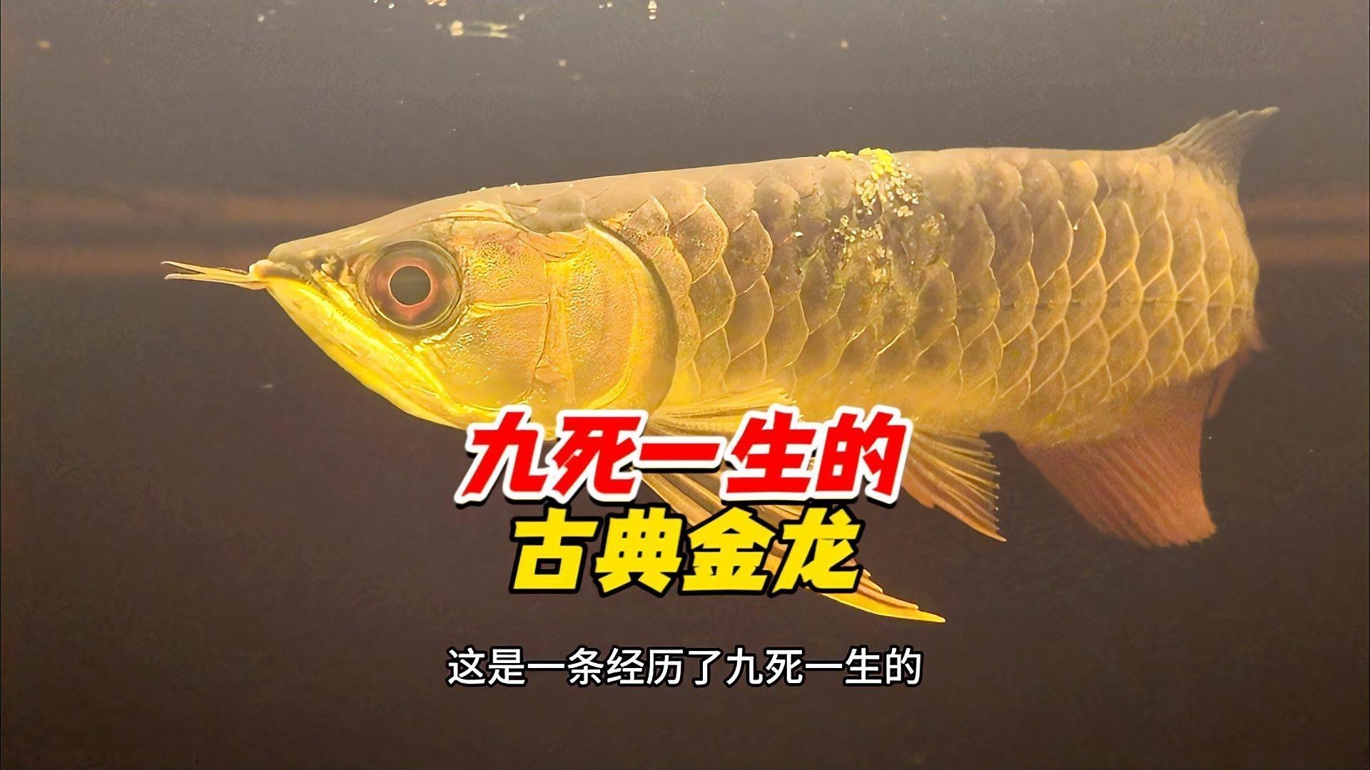 古典龍魚和現(xiàn)代龍魚哪個更難飼養(yǎng)？