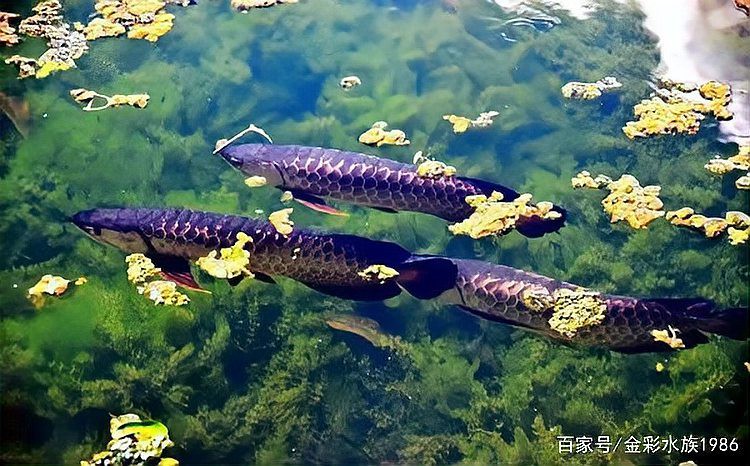 古典龍魚和現(xiàn)代龍魚哪個更難飼養(yǎng)？