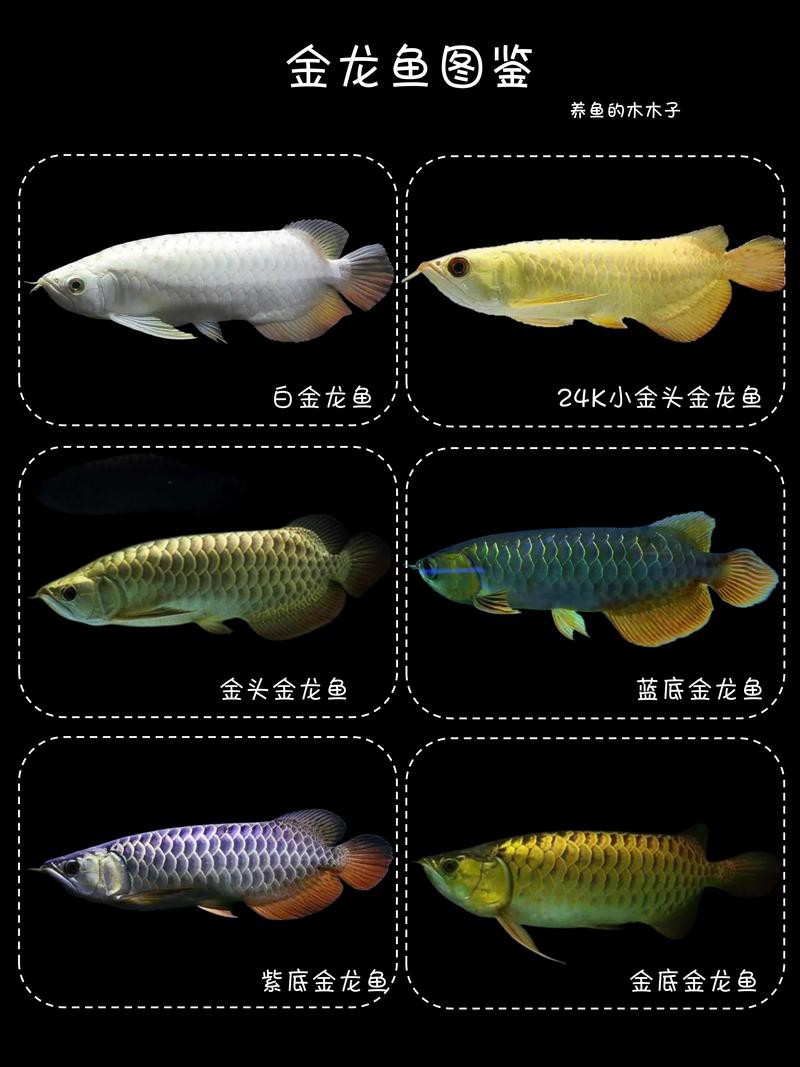 淡水金龍魚(yú)圖片大全大圖