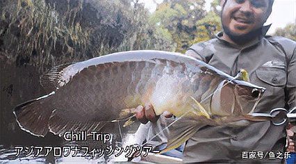 印尼野生龍魚圖片高清