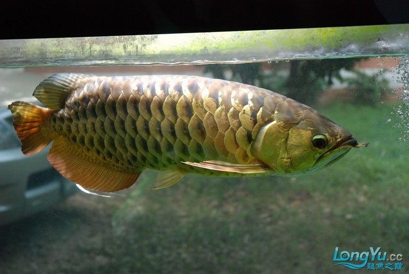 金龍魚燈照時(shí)間長(zhǎng)了會(huì)怎么樣:不建議24小時(shí)開燈金龍魚燈照時(shí)間長(zhǎng)了會(huì)怎么樣 龍魚百科 第2張 金龍魚燈照時(shí)間長(zhǎng)了會(huì)怎么樣:不建議24小時(shí)開燈金龍魚燈照時(shí)間長(zhǎng)了會(huì)怎么樣 金龍魚燈照時(shí)間長(zhǎng)了會(huì)怎么樣:不建議24小時(shí)開燈金龍魚燈照時(shí)間長(zhǎng)了會(huì)怎么樣 龍魚百科 第2張