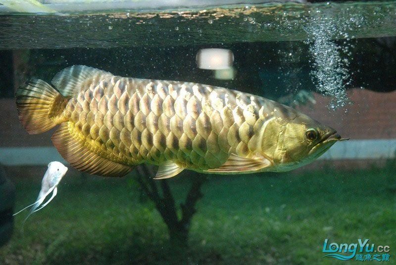 金龍魚燈照時(shí)間長(zhǎng)了會(huì)怎么樣：不建議24小時(shí)開燈金龍魚燈照時(shí)間長(zhǎng)了會(huì)怎么樣 金龍魚燈照時(shí)間長(zhǎng)了會(huì)怎么樣：不建議24小時(shí)開燈金龍魚燈照時(shí)間長(zhǎng)了會(huì)怎么樣 龍魚百科 第3張