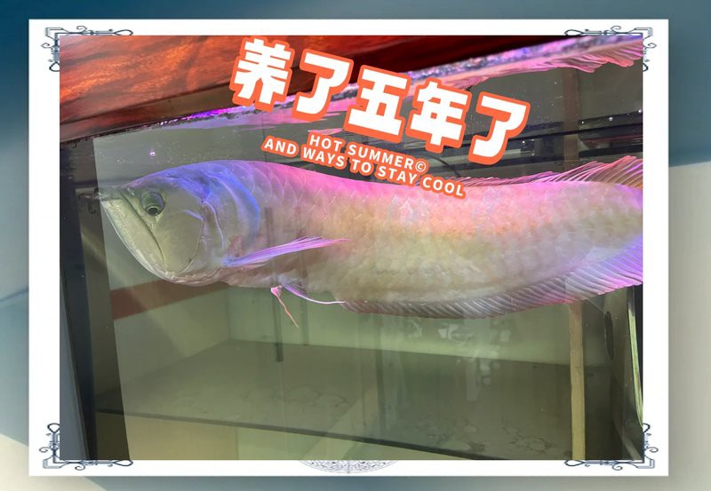 養銀龍魚缸尺寸圖