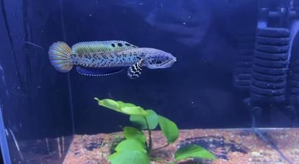 雷龍魚冬季養護要點：養殖雷龍魚的注意事項