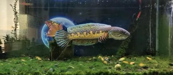 雷龍魚冬季養護要點：養殖雷龍魚的注意事項