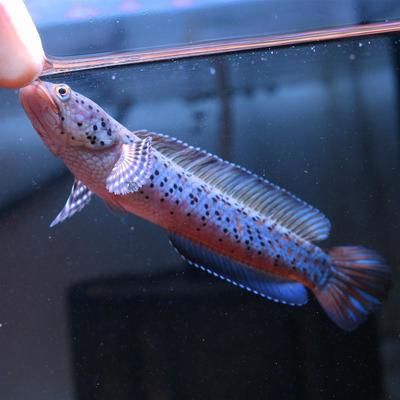 雷龍魚冬季養護要點：養殖雷龍魚的注意事項