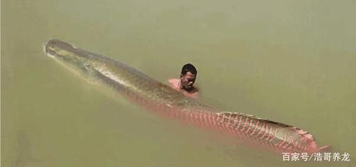 龍魚 巨骨舌魚（如何區分龍魚與巨骨舌魚？）