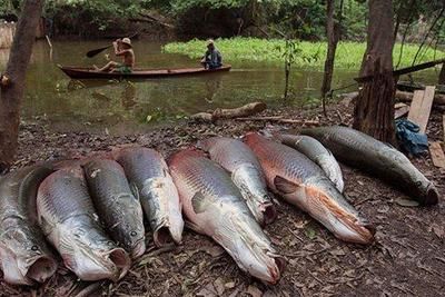 龍魚 巨骨舌魚（如何區分龍魚與巨骨舌魚？）