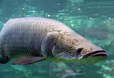 龍魚 巨骨舌魚（如何區分龍魚與巨骨舌魚？）