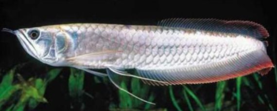 龍魚 巨骨舌魚（如何區分龍魚與巨骨舌魚？）