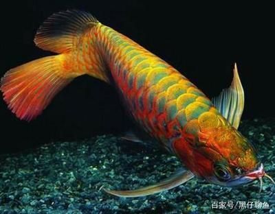 龍魚ph值8合適嗎:龍魚ph值多少為好(龍魚ph值多少合適 龍魚百科 第8張 龍魚ph值8合適嗎:龍魚ph值多少為好(龍魚ph值多少合適 龍魚ph值8合適嗎:龍魚ph值多少為好(龍魚ph值多少合適 龍魚百科 第8張