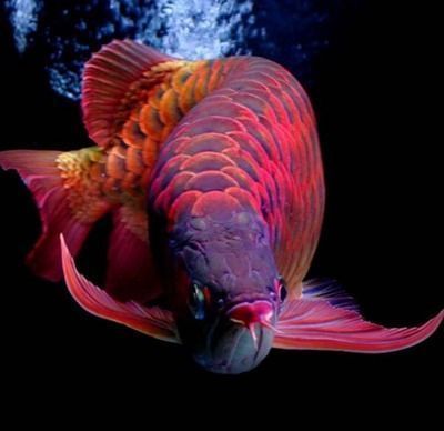 龍魚ph值8合適嗎:龍魚ph值多少為好(龍魚ph值多少合適 龍魚百科 第9張 龍魚ph值8合適嗎:龍魚ph值多少為好(龍魚ph值多少合適 龍魚ph值8合適嗎:龍魚ph值多少為好(龍魚ph值多少合適 龍魚百科 第9張